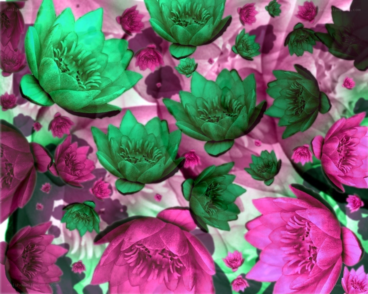 Green and pink lotus flowers