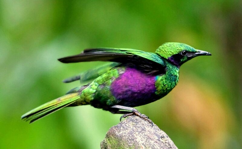 Green and Purple Bird