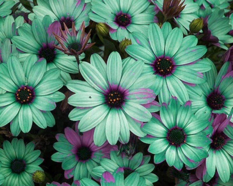 Green and Purple Flowers — Calm, Photograph
