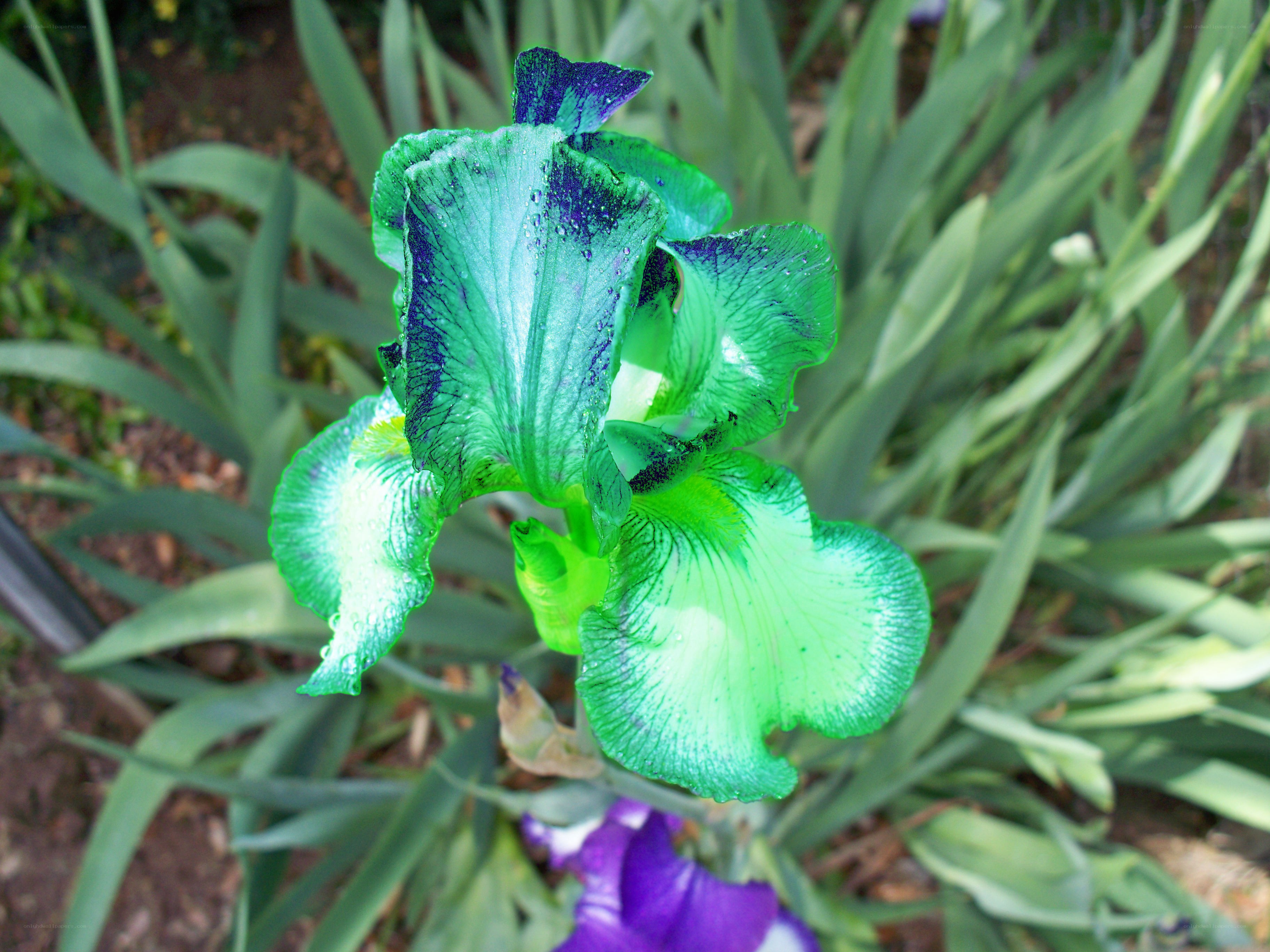 green and purple iris flower