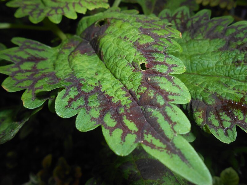 Green and Purple Leaf