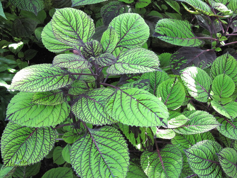 Green and Purple Leafy Plant — Natural