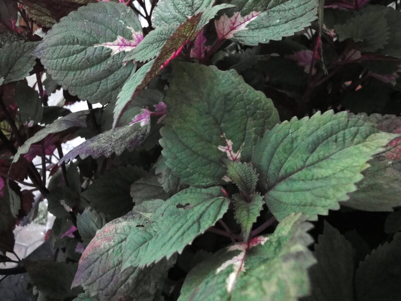 Green and Purple Leafy Plant