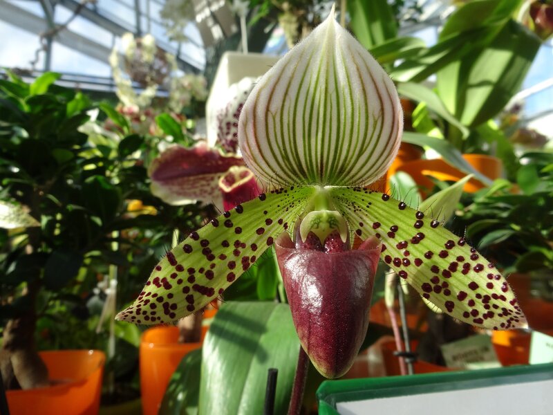 Green and Purple Orchid — Natural, Afternoon