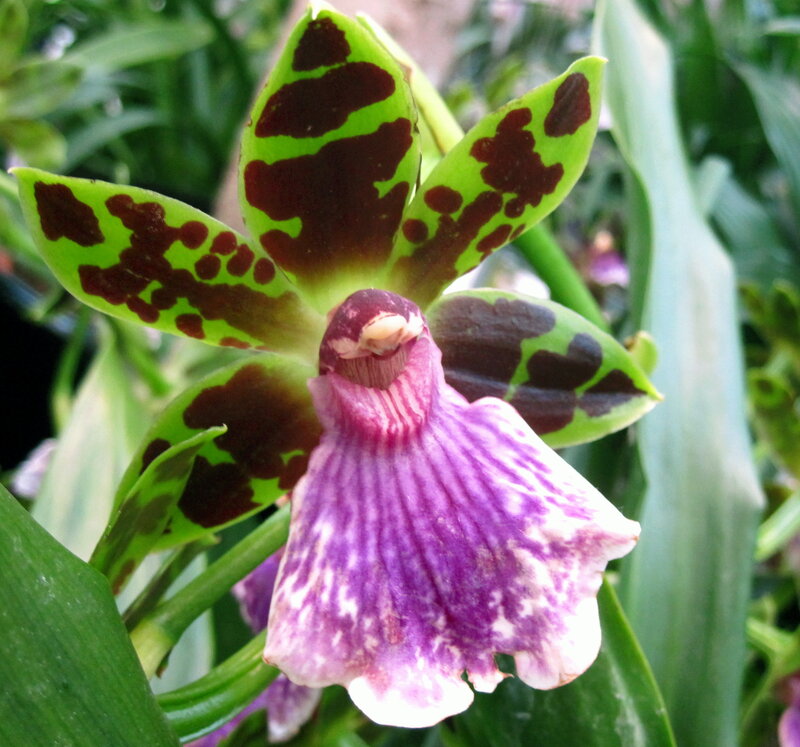 Green and Purple Orchid — Natural