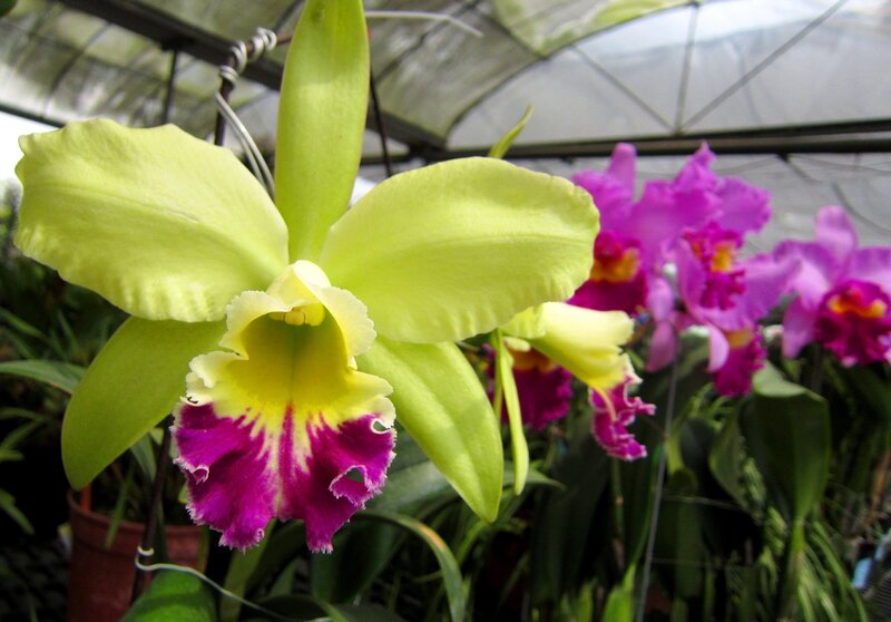 Green and Purple Orchid