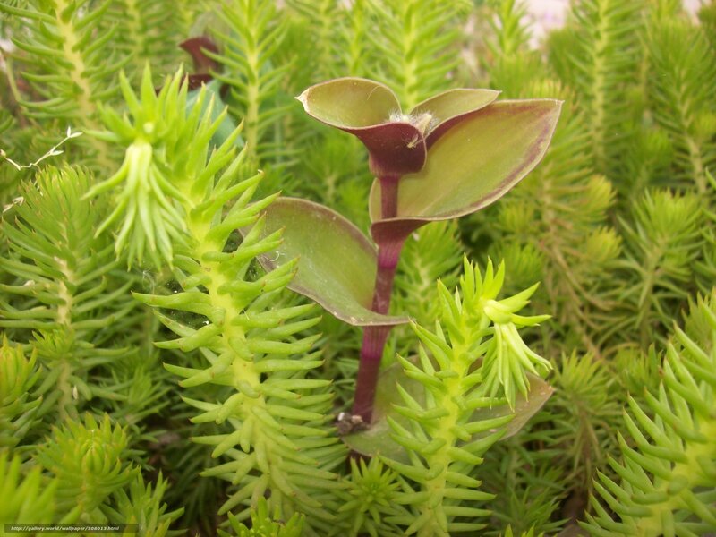 green and purple succulent plants