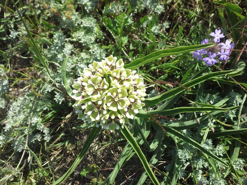 Green and Purple Wildflowers