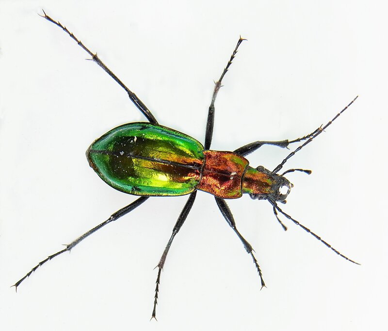 green and red beetle