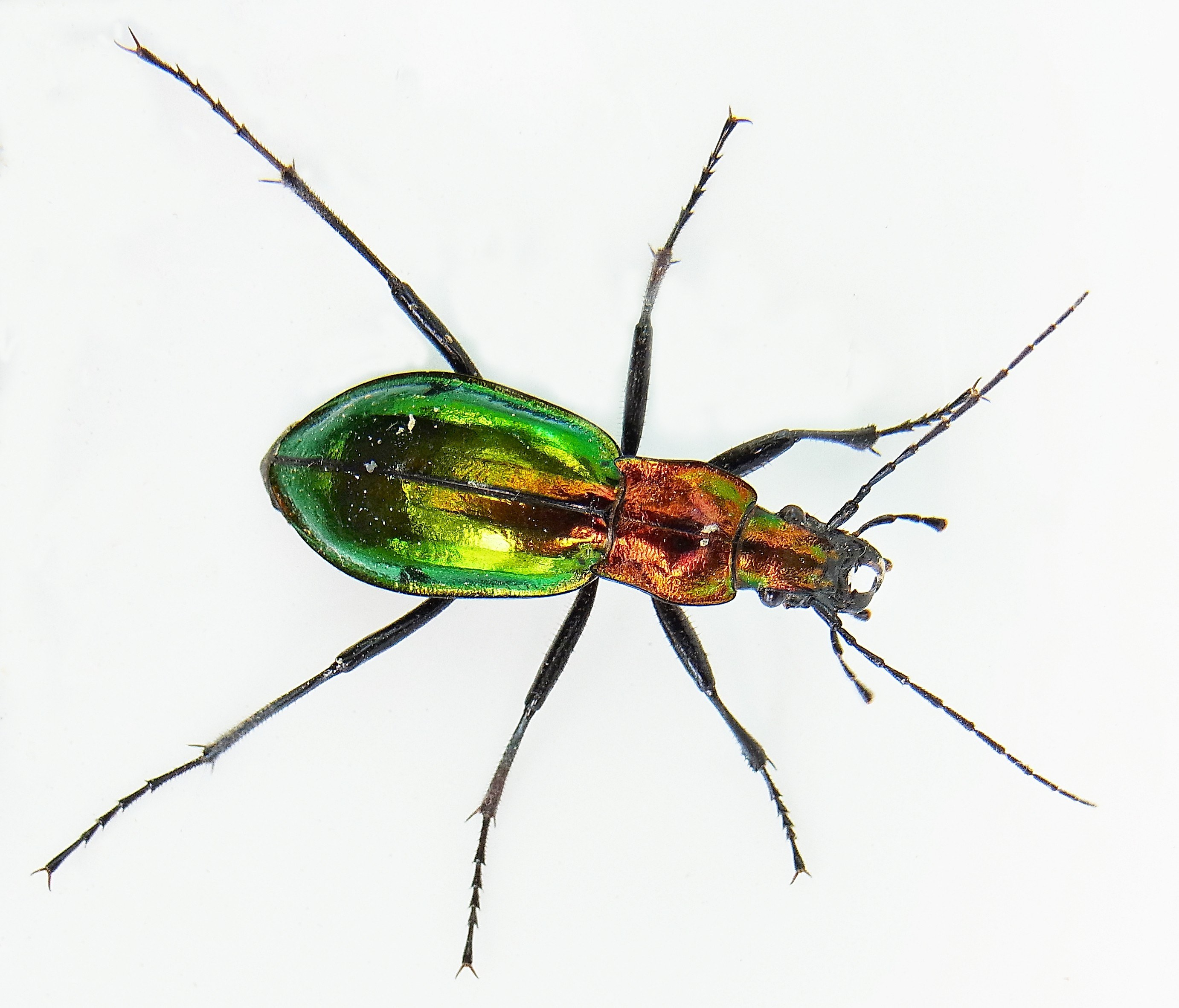 green and red beetle