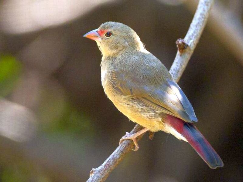Green and Red Bird