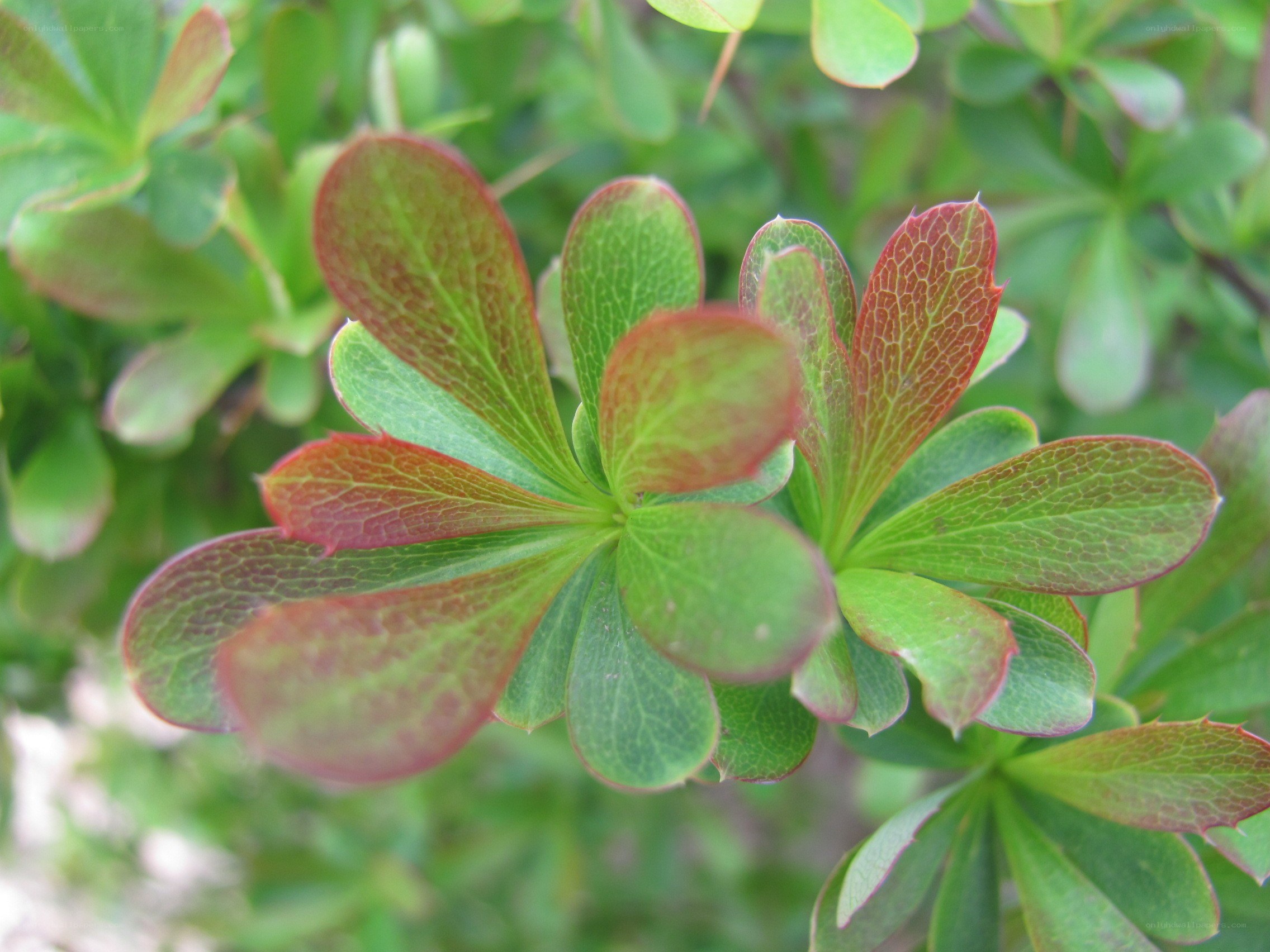 green and red leaf cluster