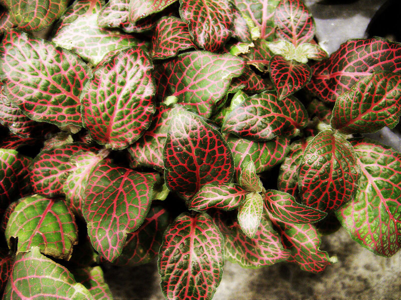 Green and Red Leaf Plant