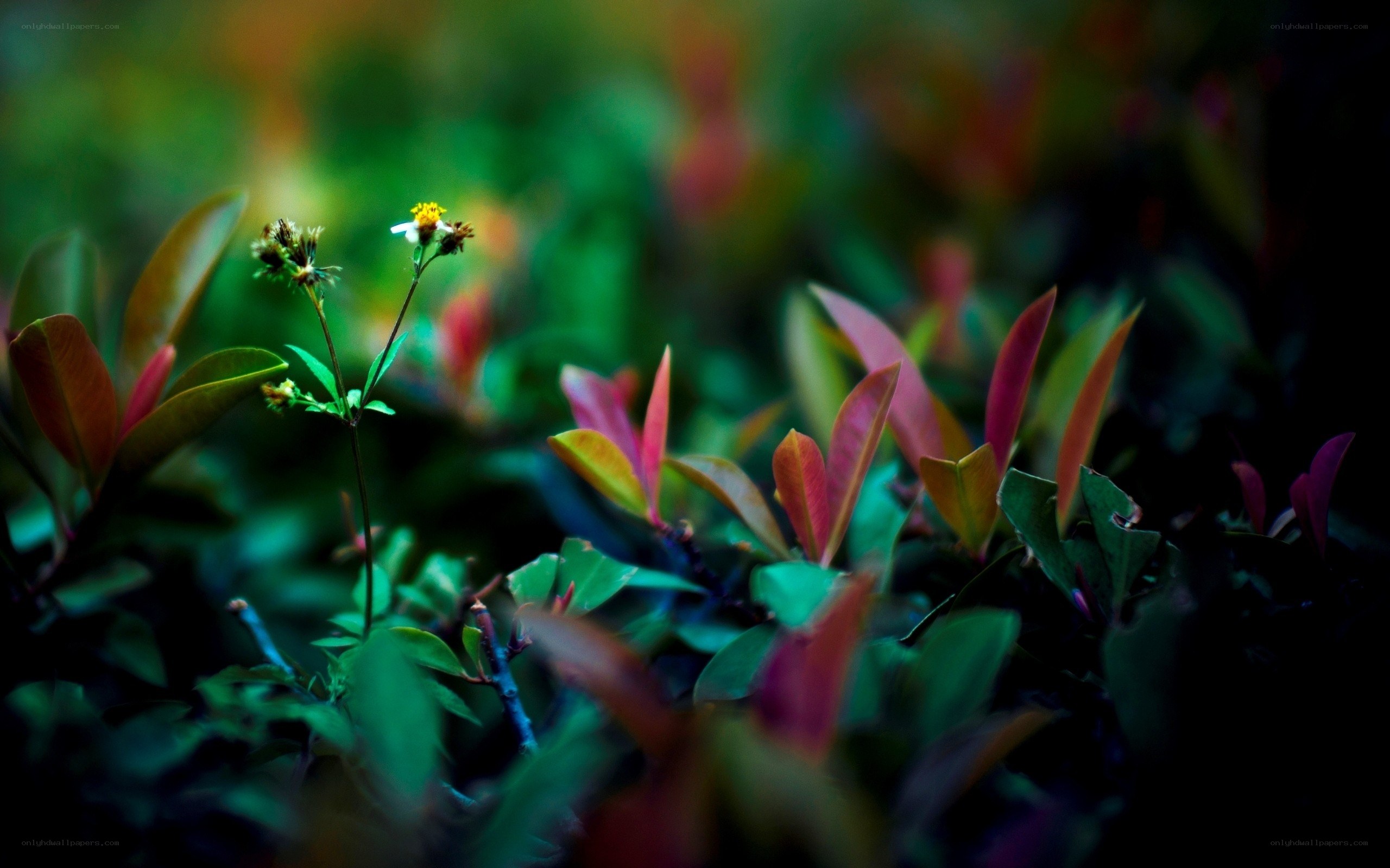 green and red leaves in garden