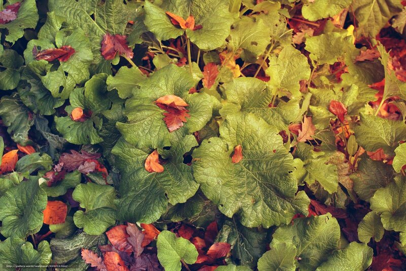 Green and Red Leaves — Natural