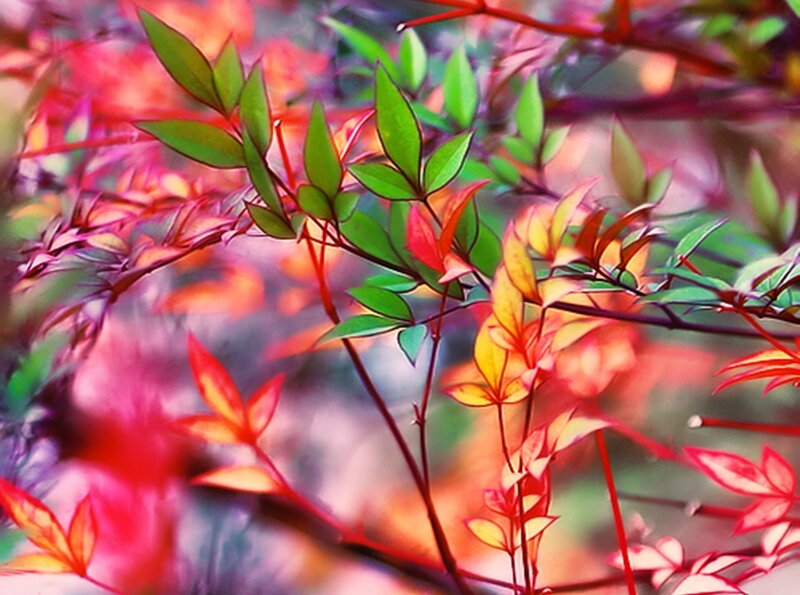 Green and Red Leaves