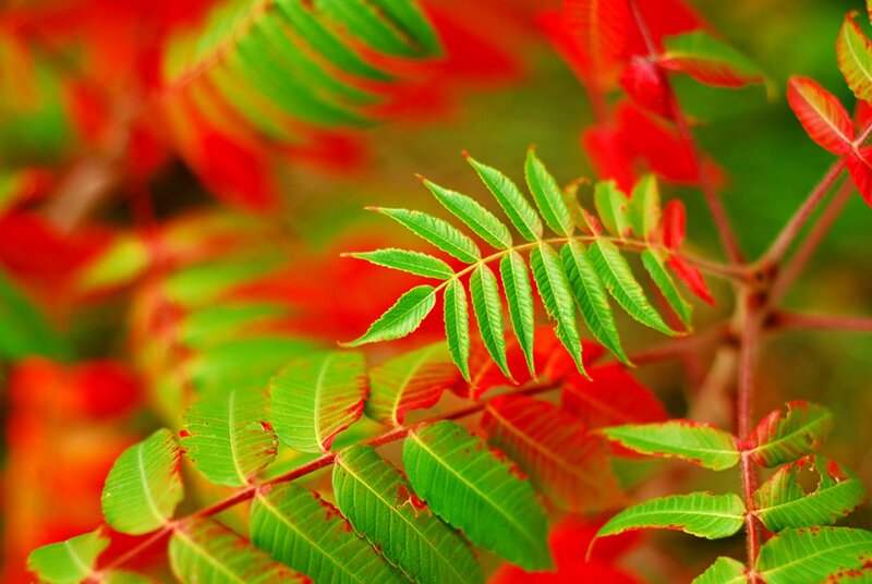 Green and Red Leaves — Vibrant