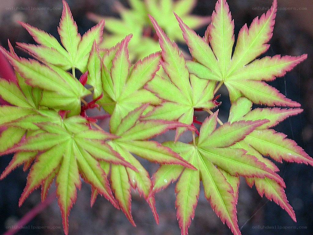 green and red maple leaves