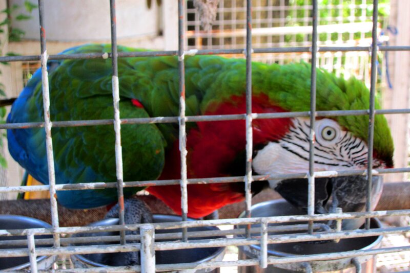 Green and Red Parrot