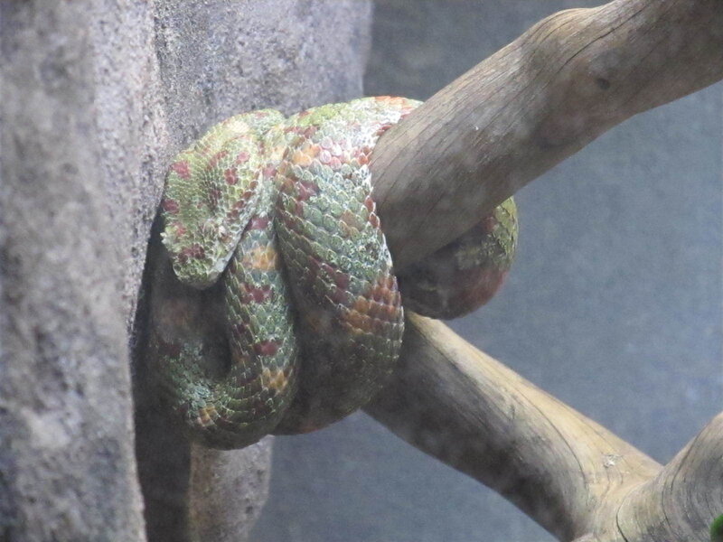 Green and Red Snake — Calm