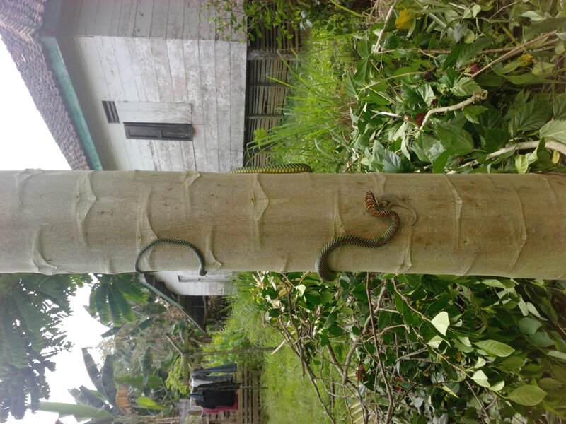 Green and Red Snake — Natural