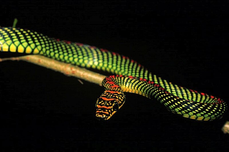 Green and Red Snake