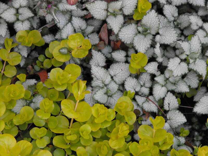 green and silver leaf plants