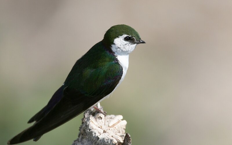 Green-and-white Bird — Green