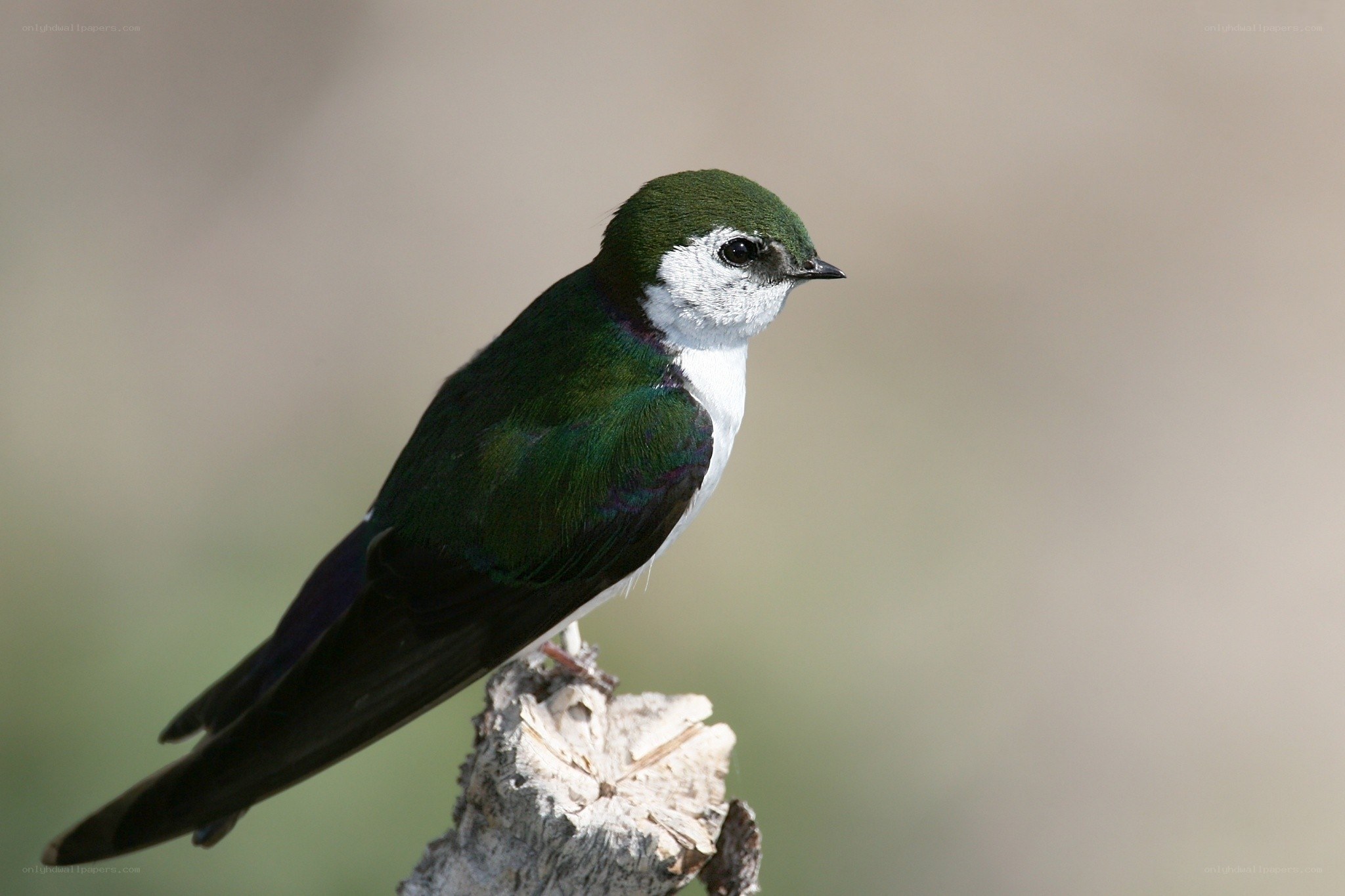 green and white bird perched