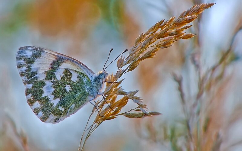 Green and White Butterfly — Serene