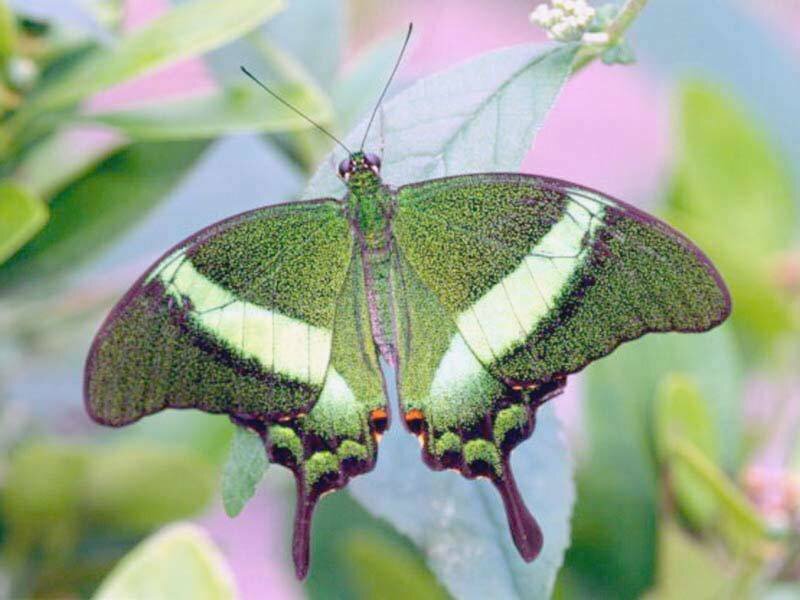 Green and White Butterfly