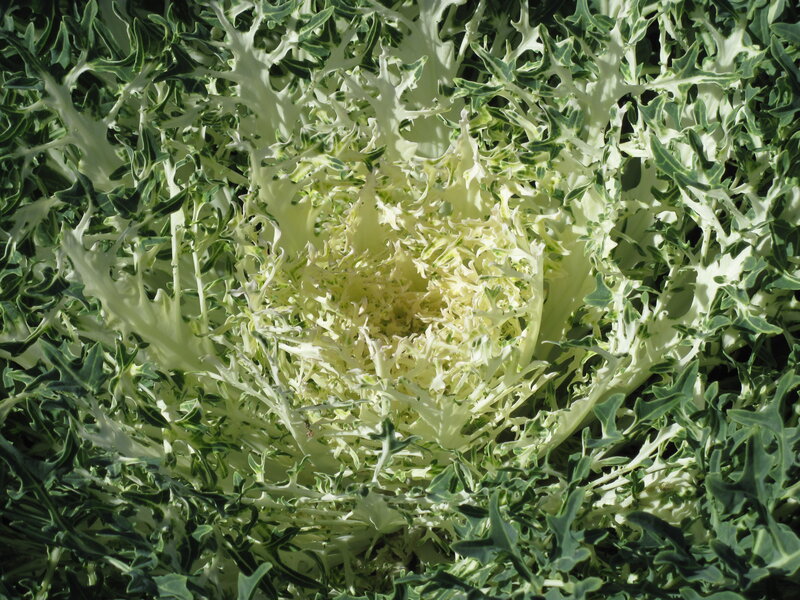 Green and White Cabbage