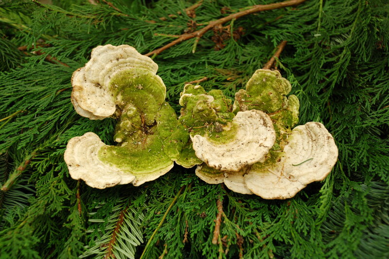 Green and White Fungus