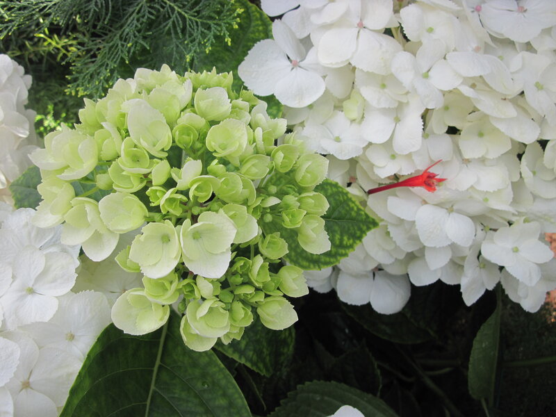 Green and White Hydrangeas