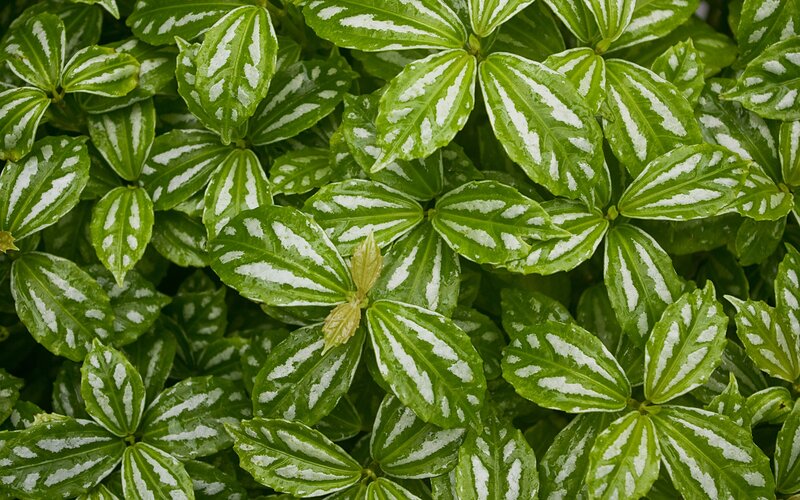 green and white leaf pattern