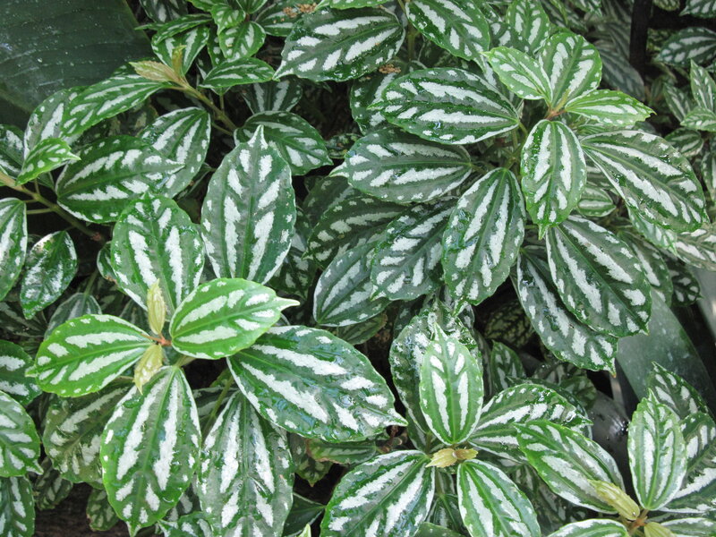 Green and White Leafy Plant — Calm, Photograph