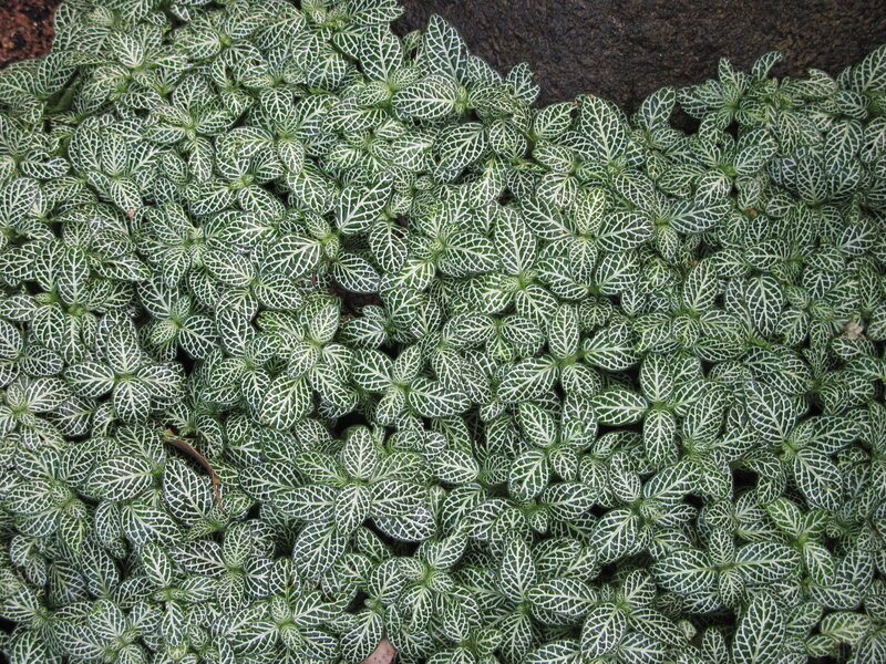 Green and White Leafy Plant — Calm