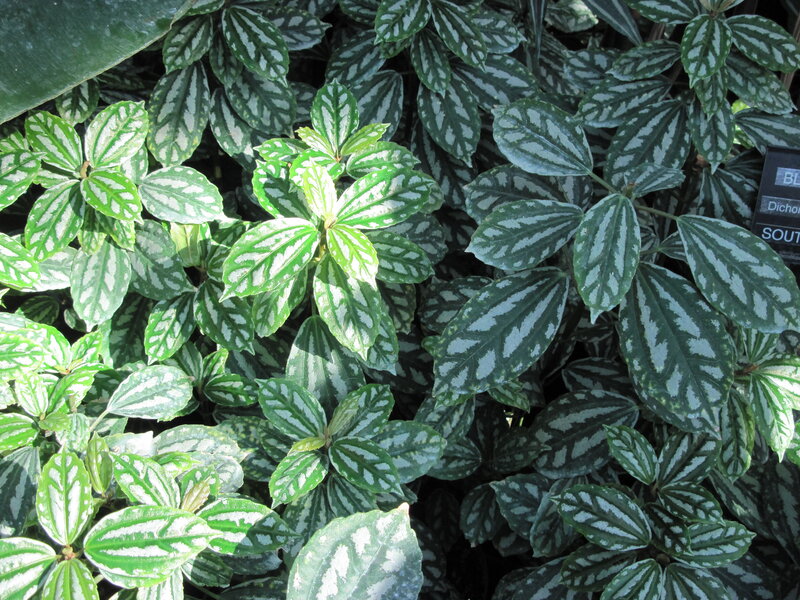 Green and White Leafy Plant — Natural