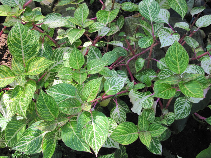 Green and White Leafy Plant