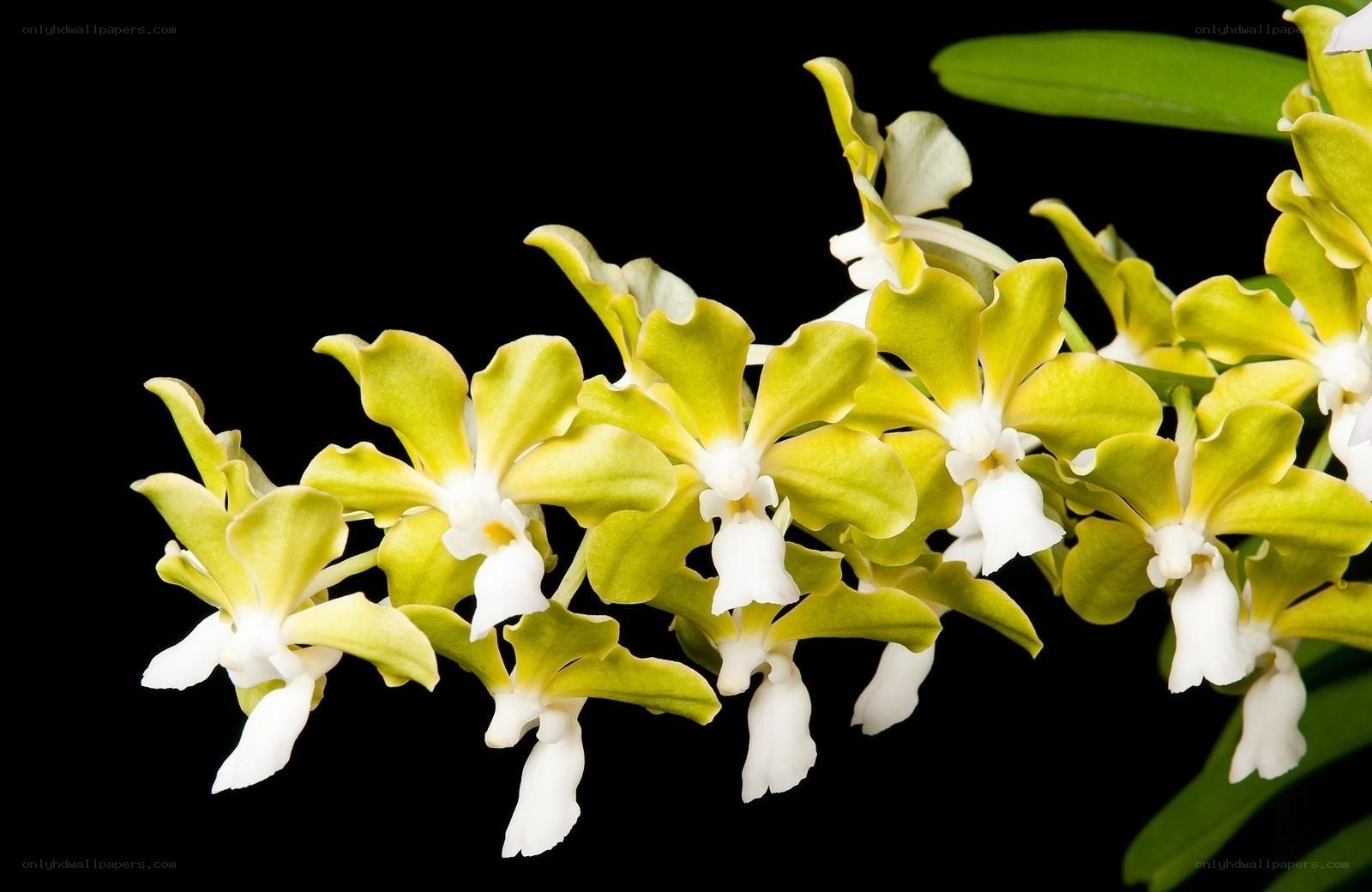 green and white orchid flowers