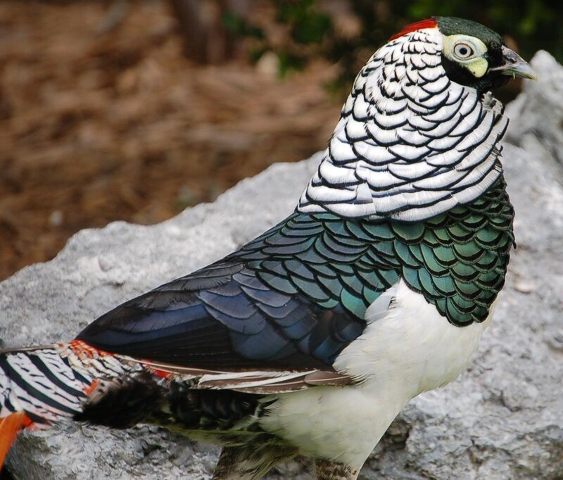Green and White Pheasant