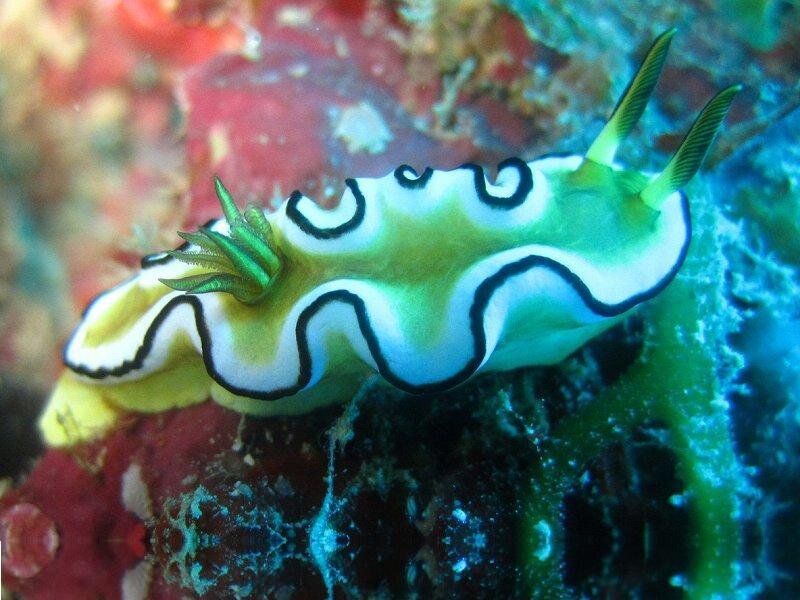 Green and White Sea Slug