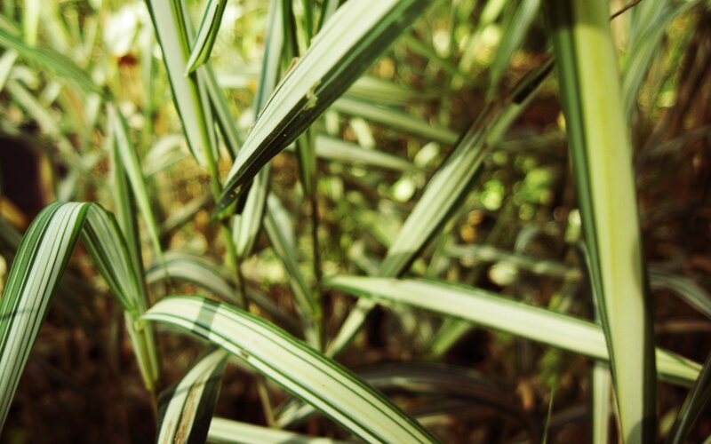 green and white striped leaves