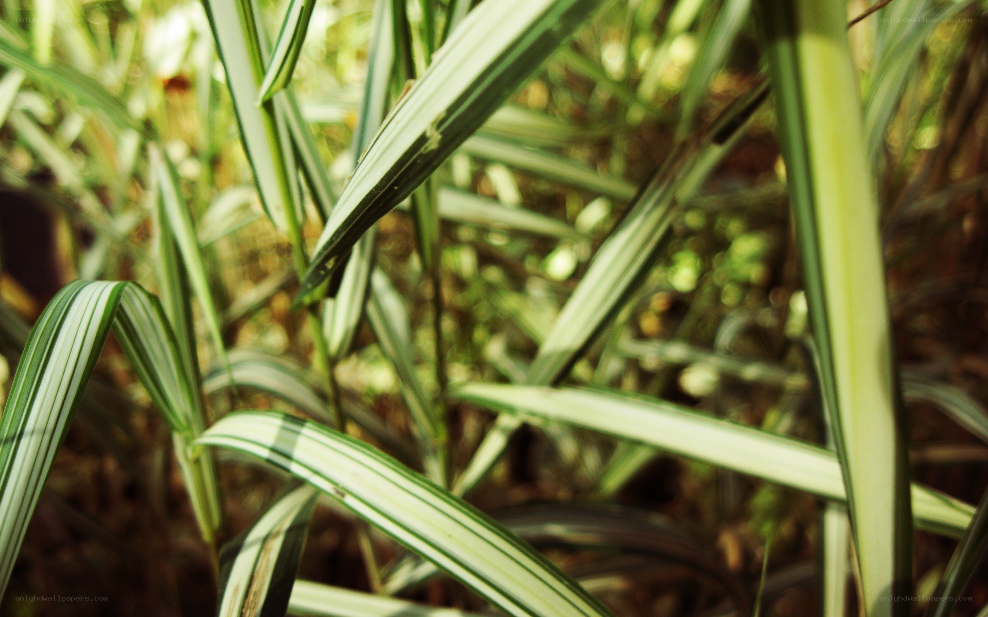 green and white striped leaves