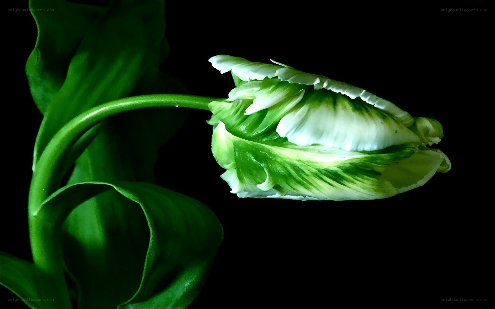 Green and white tulip bloom