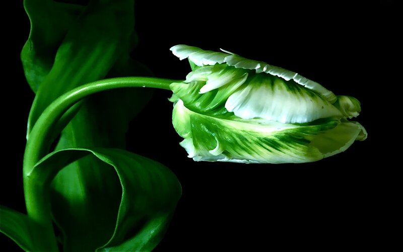 Green and White Tulip — Dramatic, Photograph