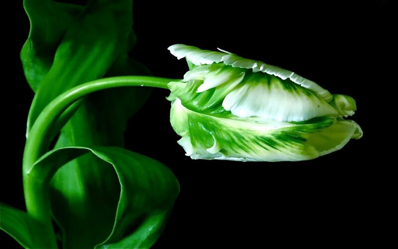 Green and White Tulip