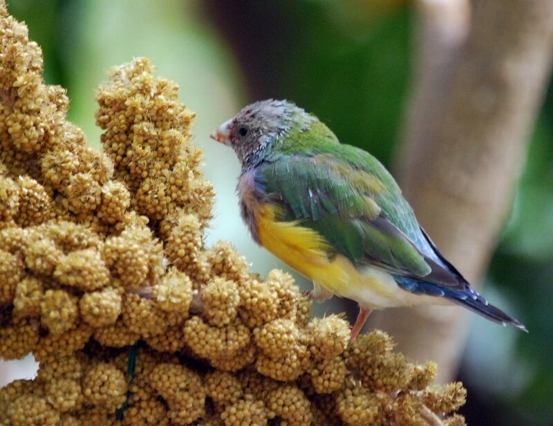 Green and Yellow Bird — Calm, Photograph