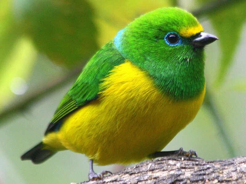 Green and Yellow Bird — Calm