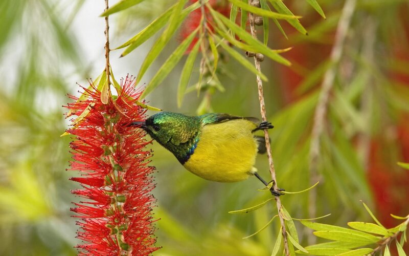 Green and Yellow Bird — Red, Natural